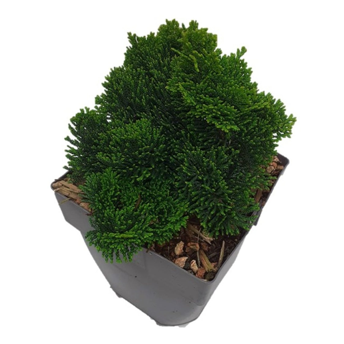 Ädelcypress – Chamaecyparis obtusa 'Nana Gracilis' - C2